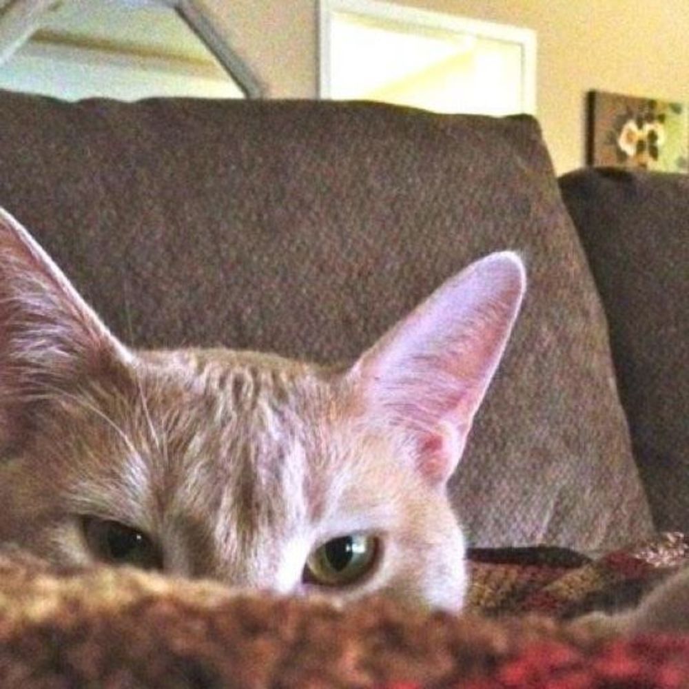 Meet your Posher, Angela